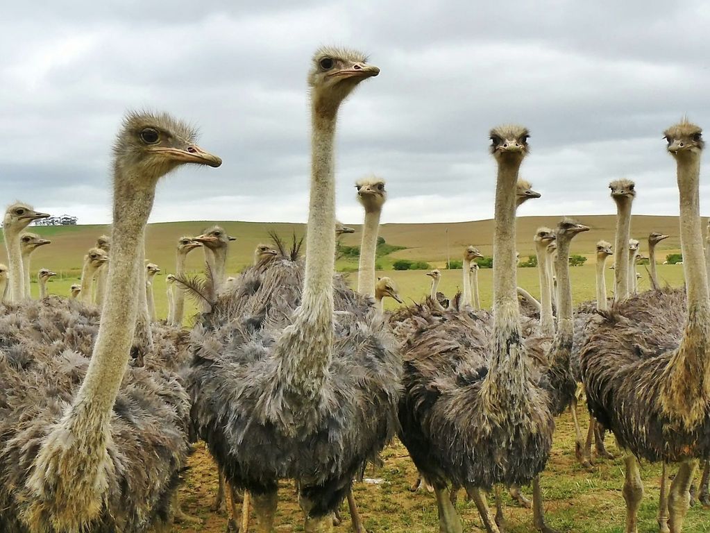 Struisvogels Zuid Afrika groepsrondreis 1